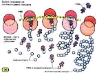 Картинки по запросу біосинтез білка